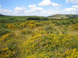 Dartmoor, Devon
